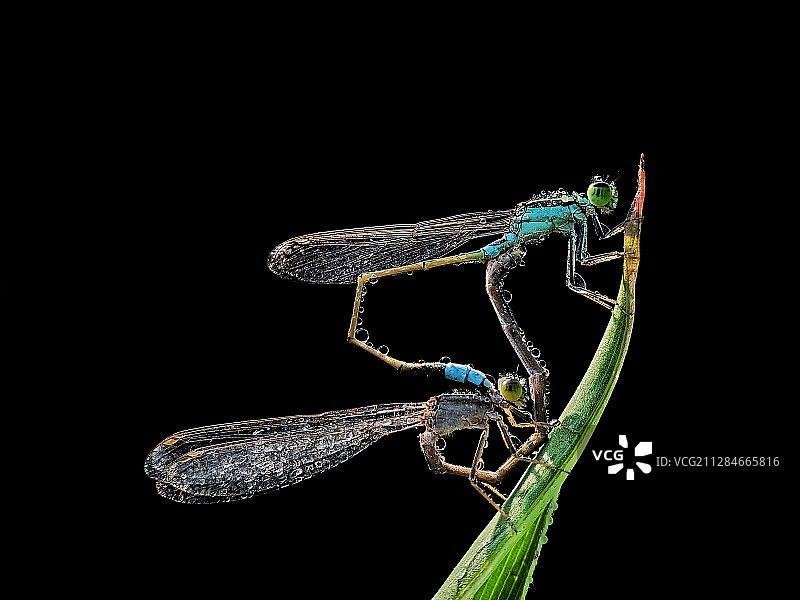 豆娘之恋图片素材