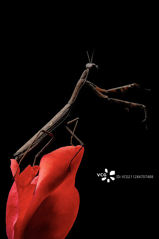 暗夜刺客图片素材