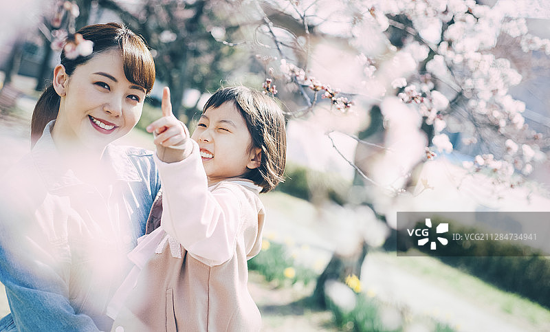 樱花烂漫图片素材