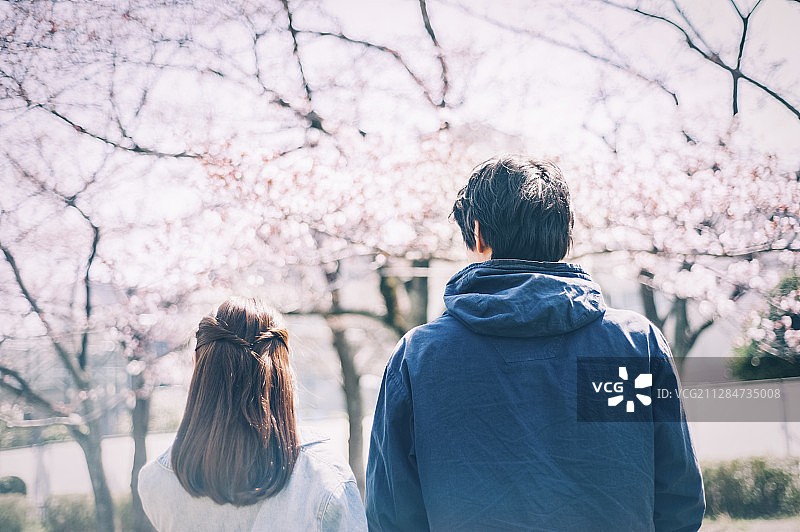 樱花情侣图片素材