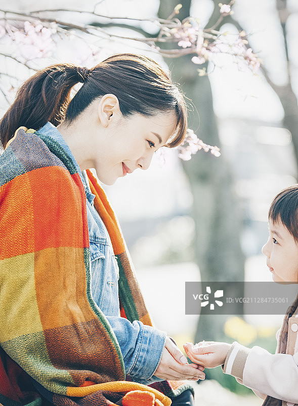 樱花烂漫图片素材