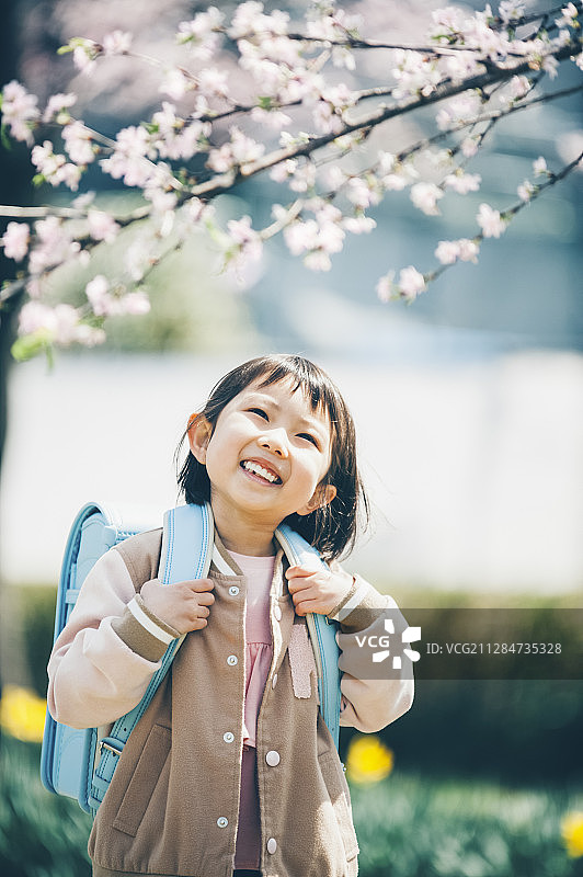 樱花烂漫图片素材