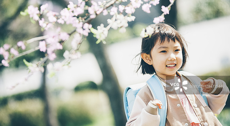 樱花烂漫图片素材