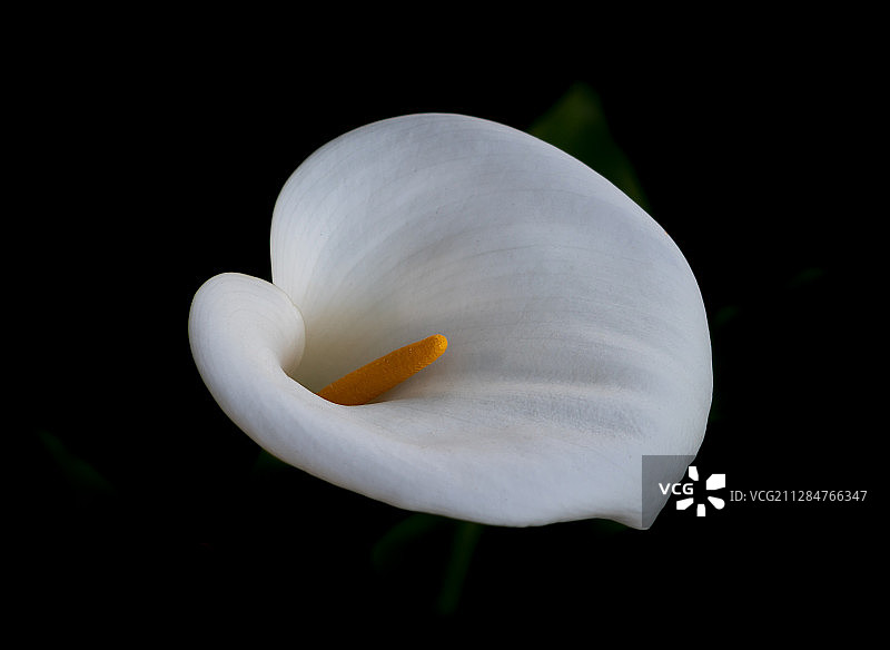 黑色背景上具有橙色雄蕊的白色马蹄莲，美国Rolling Hills Estates图片素材