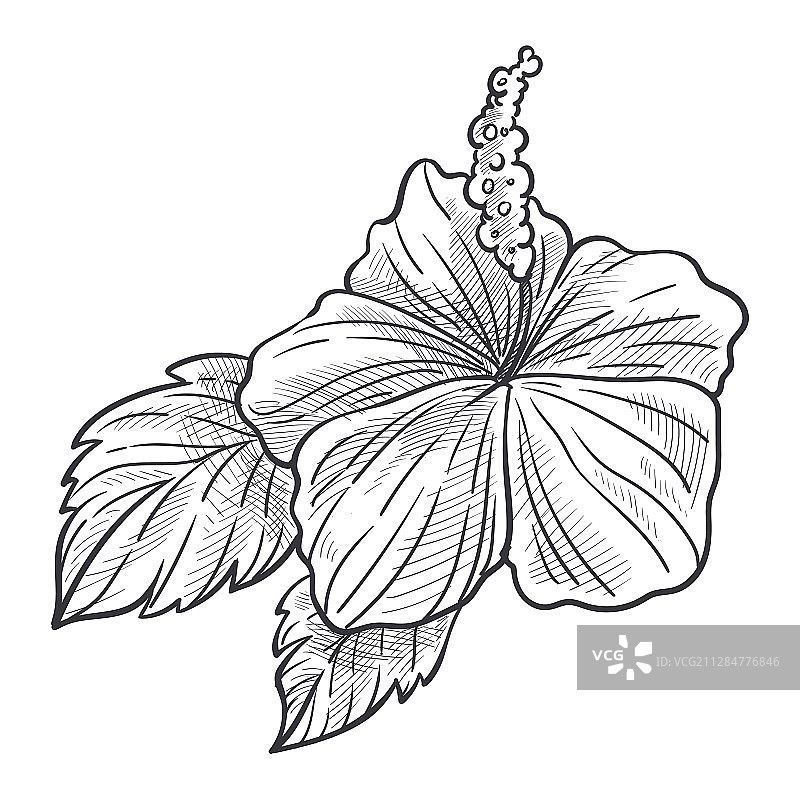 手绘叶子芙蓉花植物图片素材