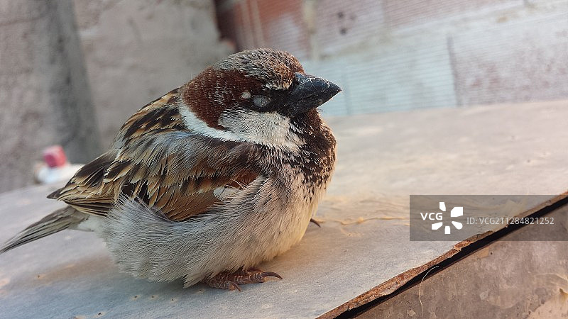 麻雀（家麻雀）栖息在石壁架上的特写，阿尔及利亚提亚雷特图片素材