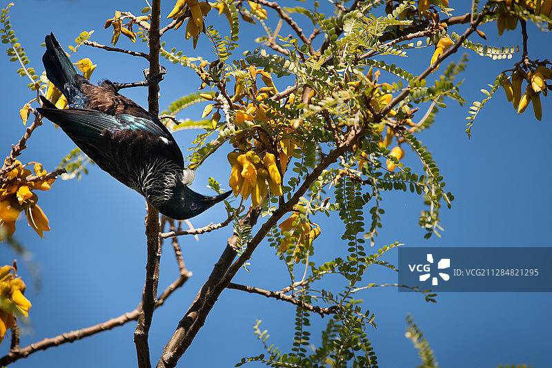 垂 hanging 在枝头倒挂取食考槐花蜜的蜜雀，默里斯湾，新西兰图片素材