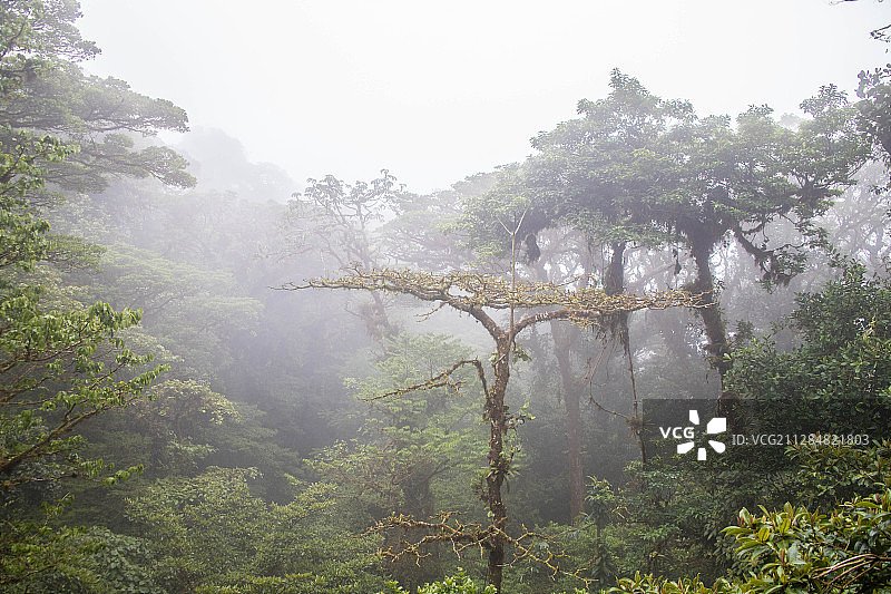 蒙特维多云雾森林保护区，哥斯达黎加图片素材