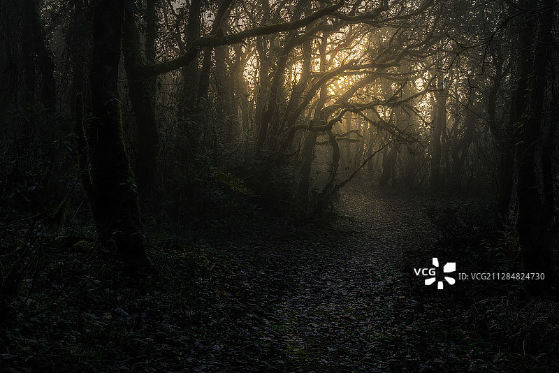 西班牙阿尔赫西拉斯森林小路景观图片素材