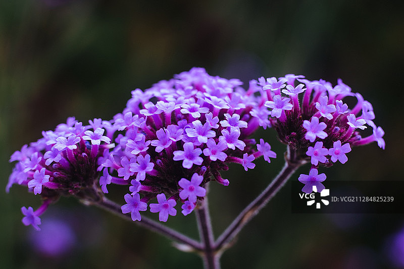 法国古宗的粉色阿根廷马鞭草图片素材