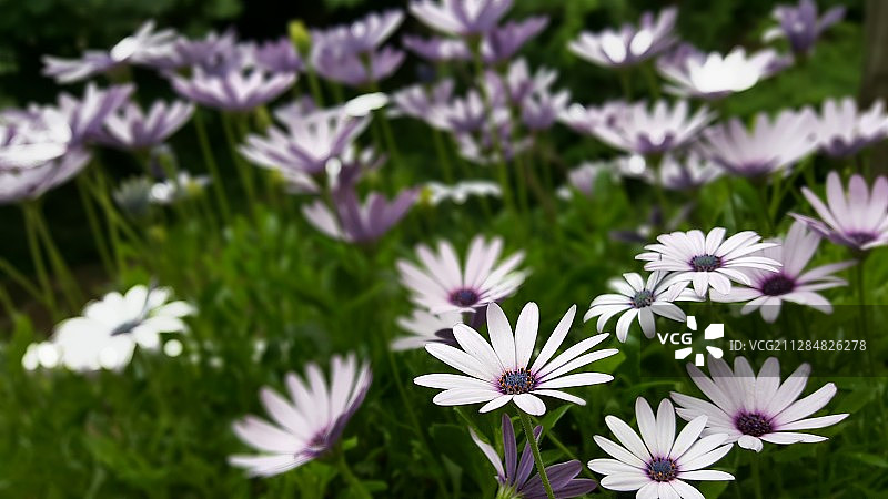 韩国城南市白色和紫色小花特写图片素材