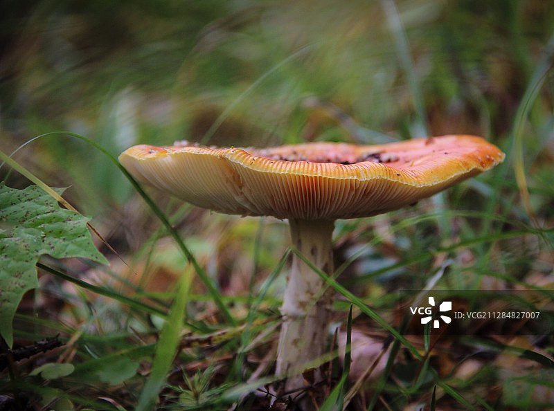 俄罗斯特伊科沃生长的毒蝇伞图片素材