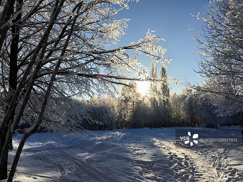 俄罗斯弗拉基米尔晴空下雪树冬季风景图片素材