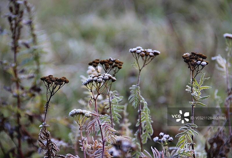 俄罗斯弗拉基米尔的冰霜覆盖的蓍草图片素材