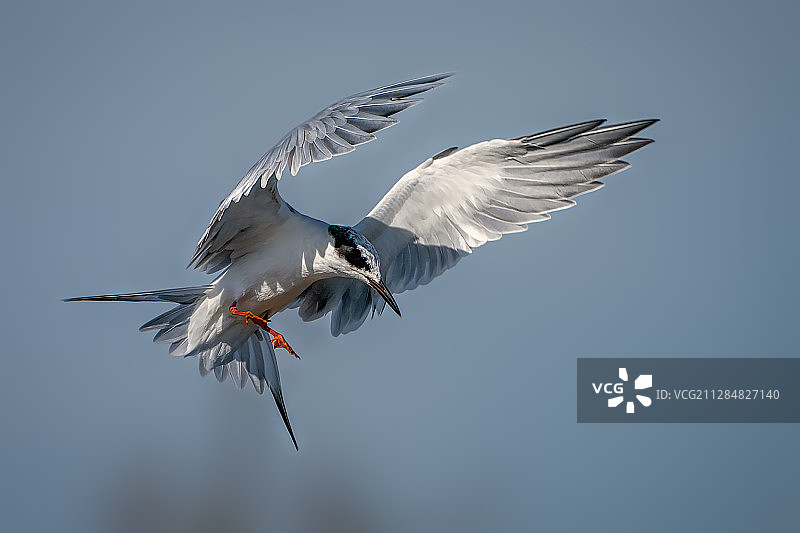 福斯特燕鸥在亨廷顿海滩张开翅膀着陆，美国图片素材
