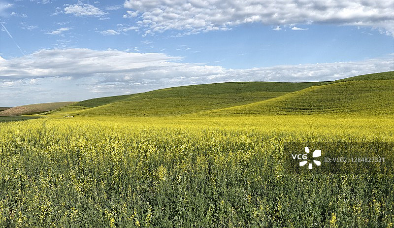科尔法克斯的丘陵景观中的油菜花田，美国图片素材