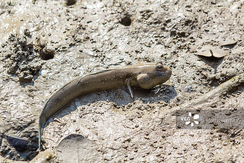 香港九龙泥地上的弹涂鱼图片素材