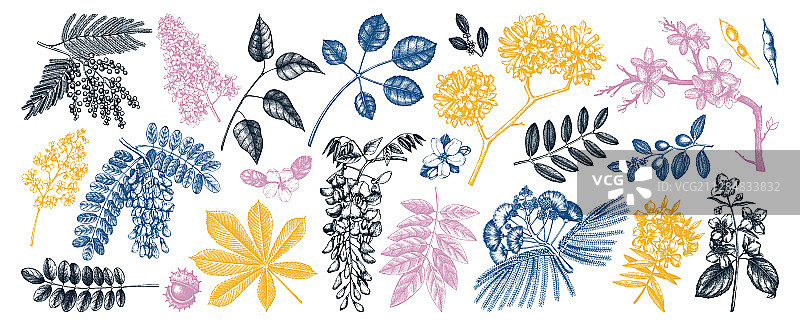 彩色鲜花春季树木套装图片素材