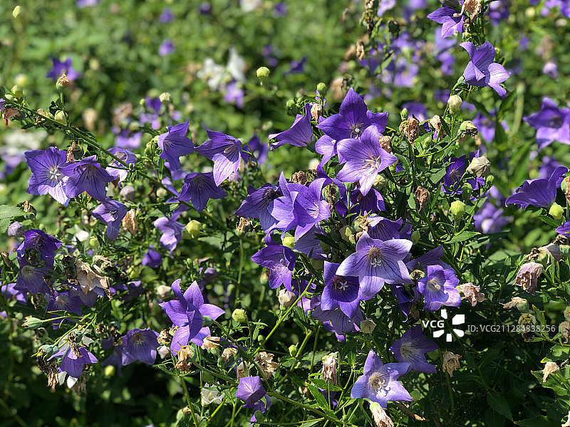 桔梗花图片素材