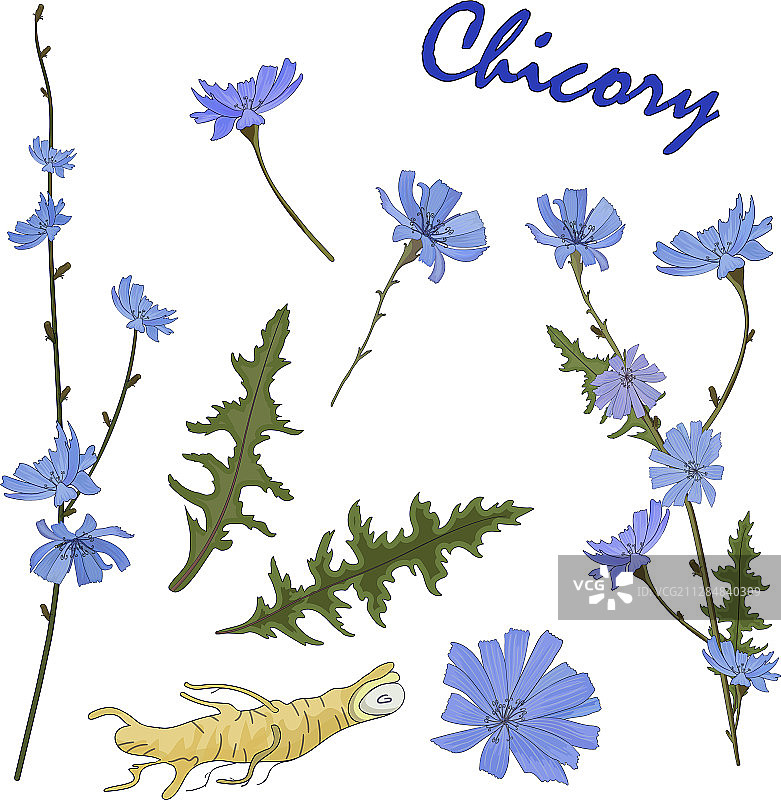 花卉、叶子、树枝和菊苣根图片素材