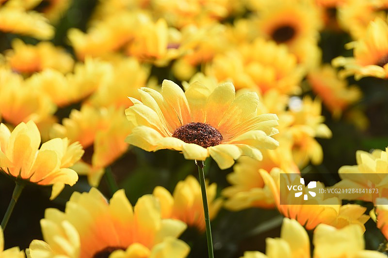 向阳花图片素材