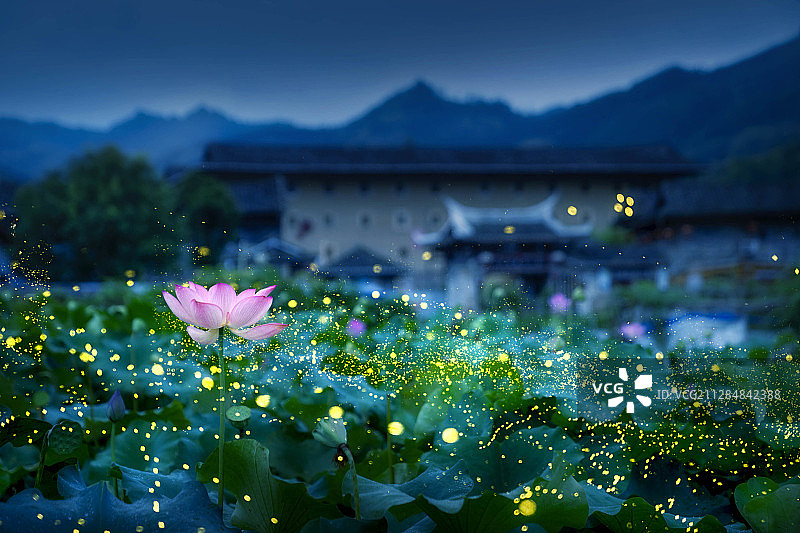 飞萤赏荷图片素材