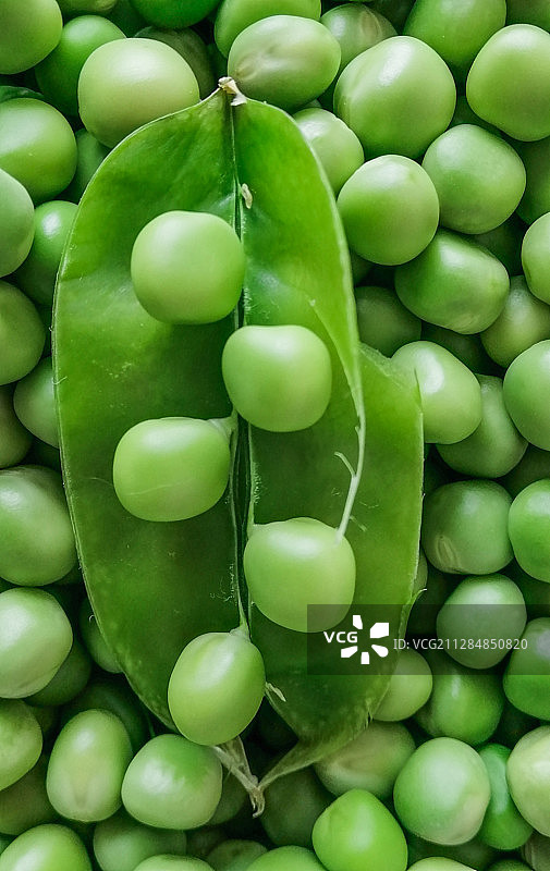 刚摘的豌豆荚图片素材