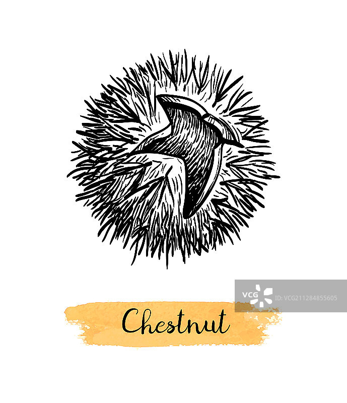 栗子墨水草图图片素材