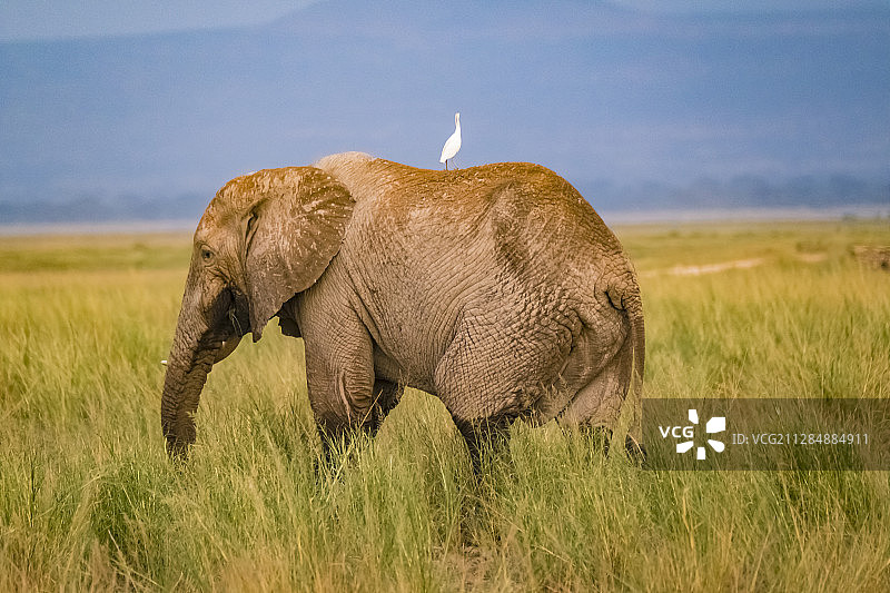 肯尼亚马赛马拉国家公园非洲象～相伴图片素材
