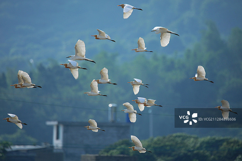 《白鹭》图片素材