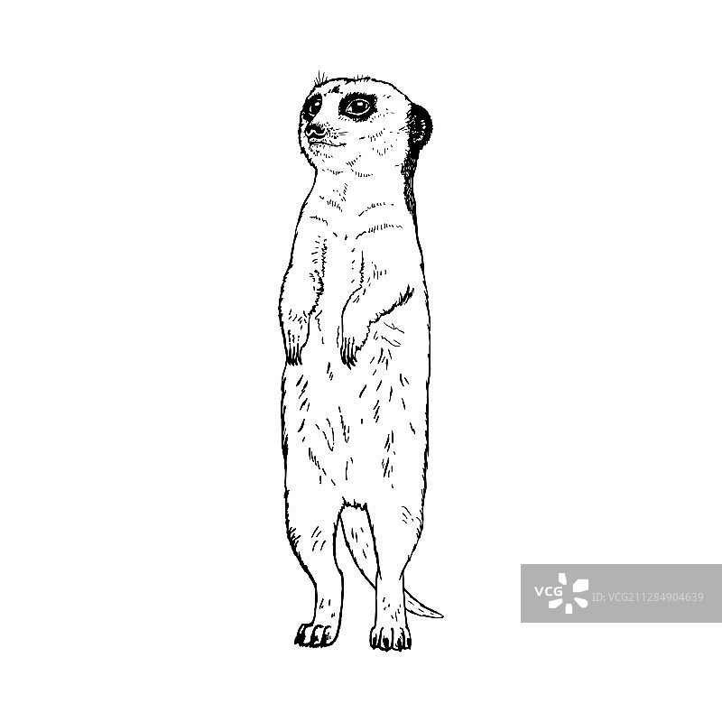 手绘细尾獴黑白素描图片素材