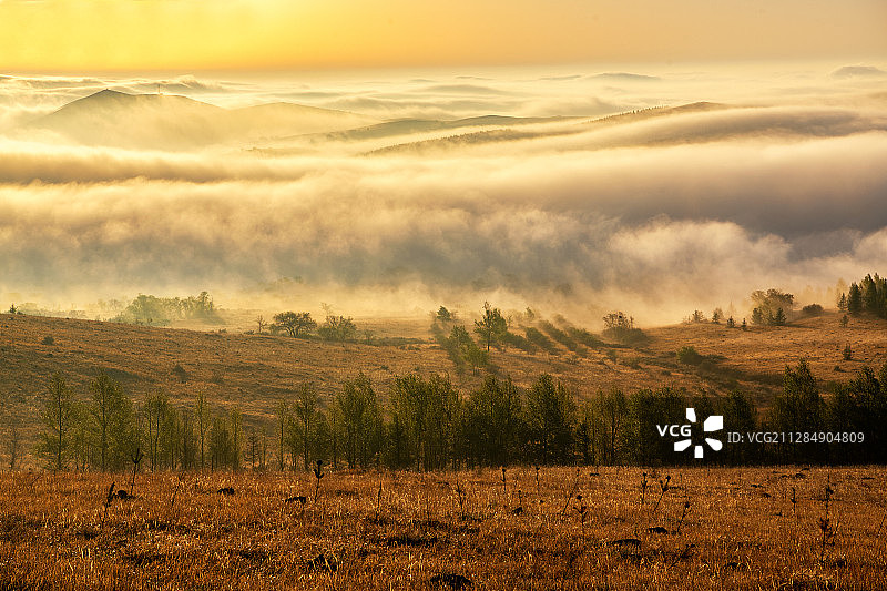 内蒙古锡林郭勒正蓝旗金莲花草原晨雾图片素材