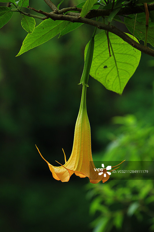 曼陀罗花朵图片素材