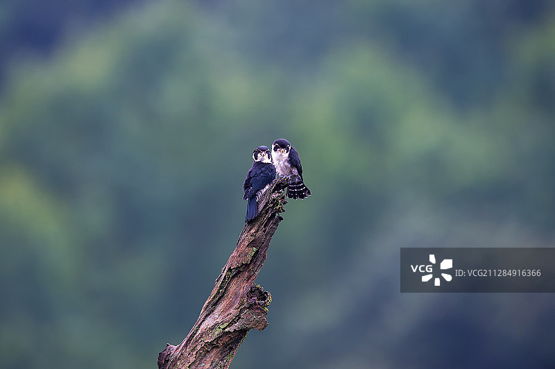 可爱的毛脚小隼图片素材