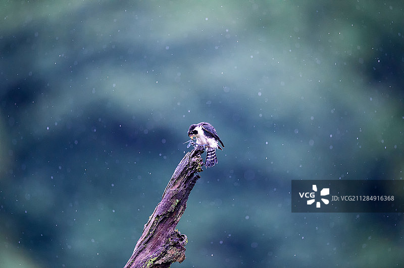 可爱的毛脚小隼图片素材