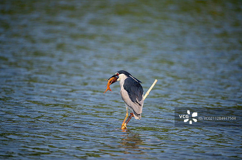 捕鱼的苍鹭图片素材