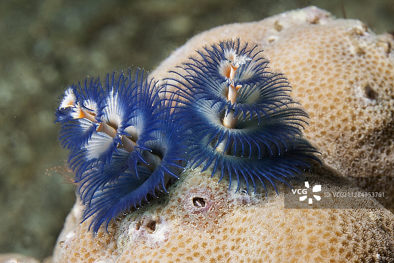 圣诞树虫图片素材