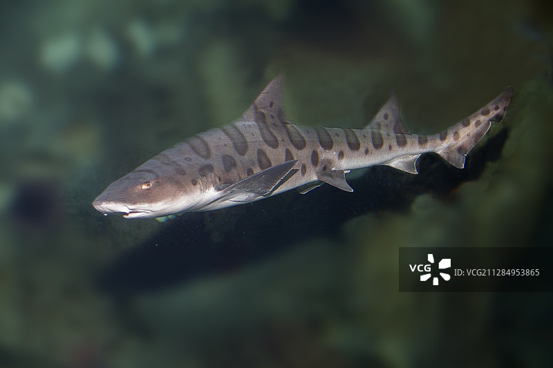 豹纹鲨图片素材