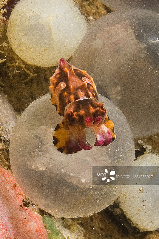 刚孵化的火焰乌贼及其带有胚胎的卵图片素材
