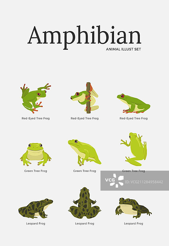 青蛙矢量插画图片素材