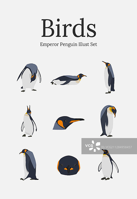 帝企鹅矢量插画图片素材