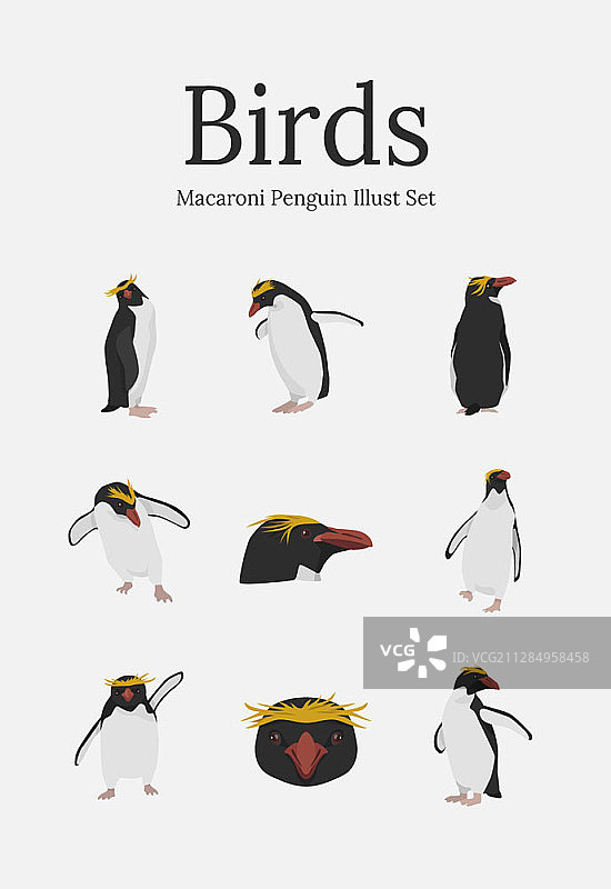 麦克罗尼企鹅矢量插画图片素材