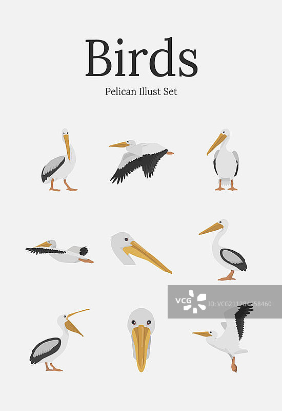 鹈鹕矢量插画图片素材