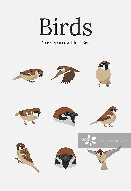 树麻雀矢量图图片素材