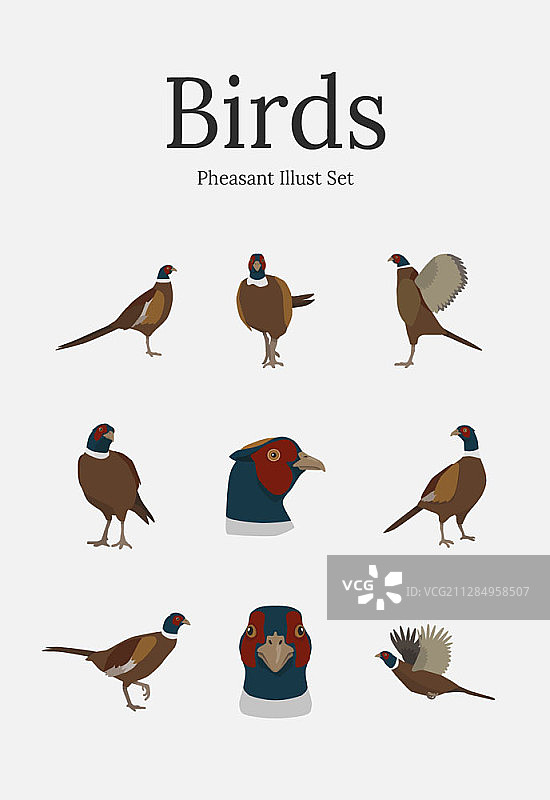 野鸡矢量插画图片素材