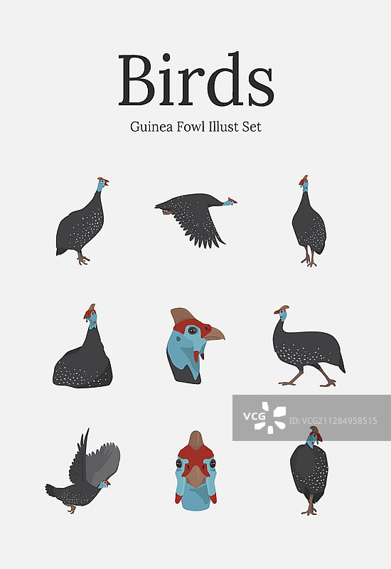 头盔珍珠鸡的矢量插图图片素材