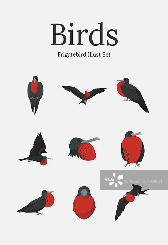 军舰鸟矢量素材图片素材