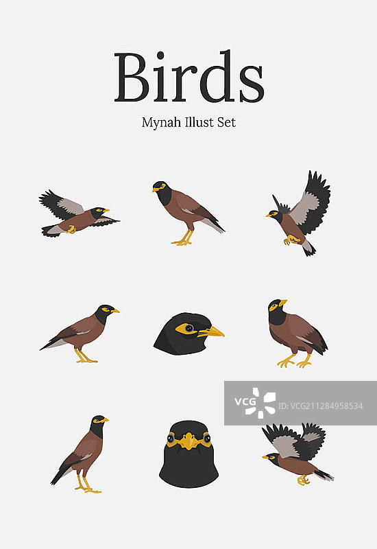 白颊椋鸟矢量图图片素材