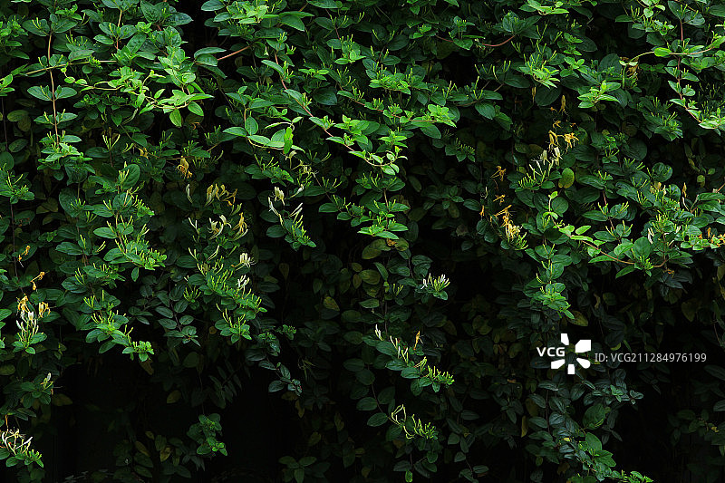 金银花 绿色图片素材