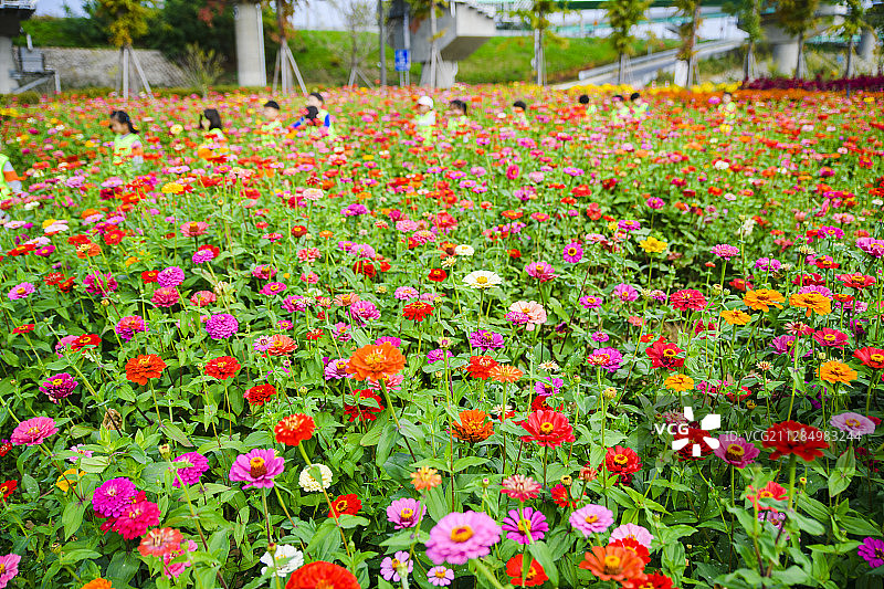 公园和乡村的彩色秋季景观：美丽的秋季花卉和树木038图片素材